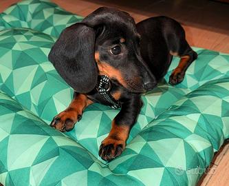 Cucciolo di bassotto, standard/nano, nero focato