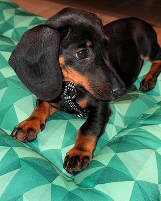 Cucciolo di bassotto, standard/nano, nero focato