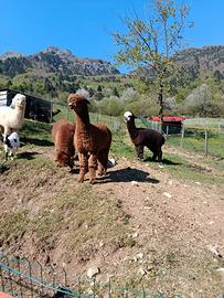 Disponibili alpaca maschi e femmine
