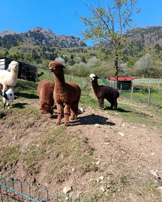 Disponibili alpaca maschi e femmine