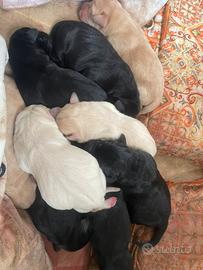 Cuccioli di labrador