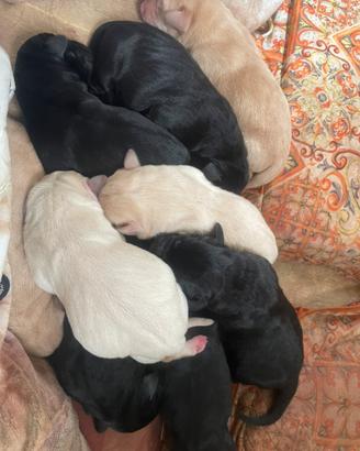Cuccioli di labrador