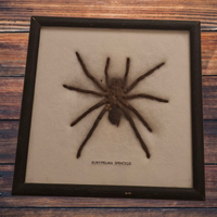 Esemplare di Eurypelma spenceris