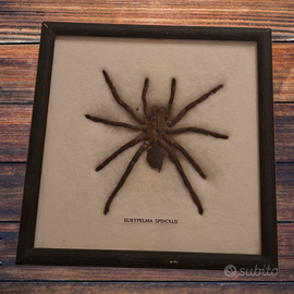 Esemplare di Eurypelma spenceris