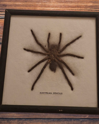 Esemplare di Eurypelma spenceris