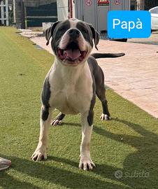 Amstaff Blu cuccioli Maschi