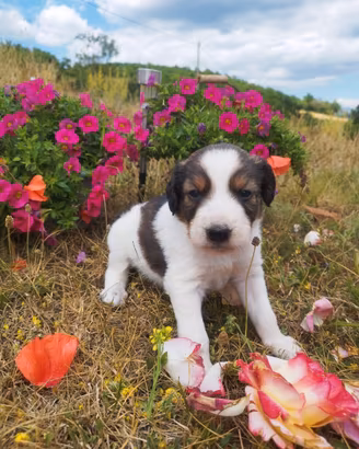 Cuccioli e cucciole