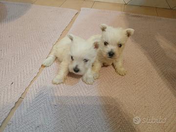 West highland. Cuccioli Con pedigree
