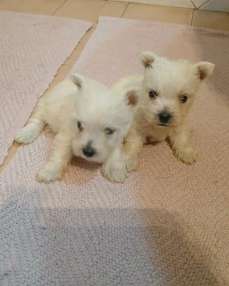 West highland. Cuccioli Con pedigree