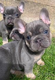 Bulldog francese