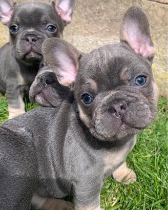 Bulldog francese