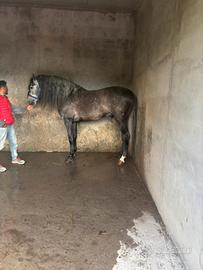 cavallo p.r.e