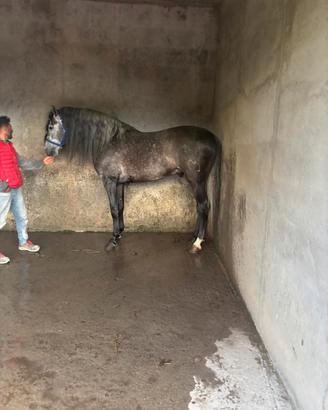 cavallo p.r.e
