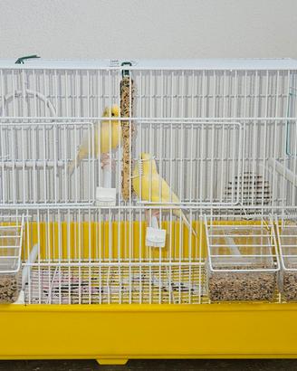 Gabbia completa 