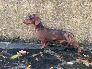Bassotto Arlecchino per accoppiamento