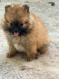 Cucciola di spitz