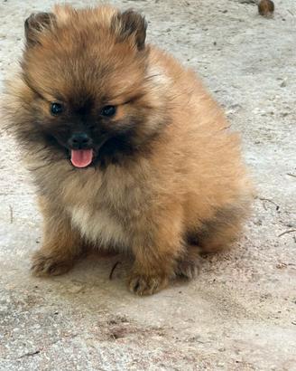 Cucciola di spitz