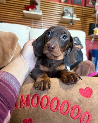 Cuccioli bassotto tedesco con pedigree ENCI