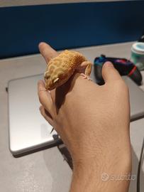 geco leopardino maschio + terrario