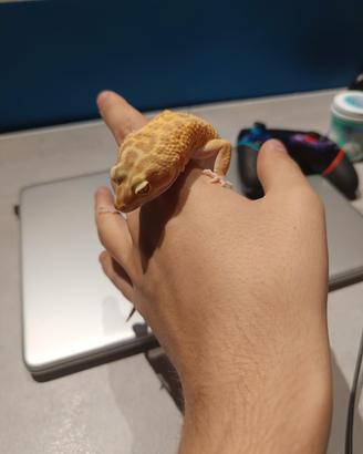 geco leopardino maschio + terrario