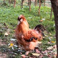 N. 2 GALLI MOROSETA giovani splendidi