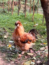 N. 2 GALLI MOROSETA giovani splendidi