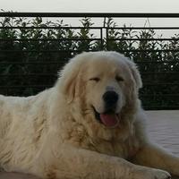 Pastore maremmano/abruzzese in adozione