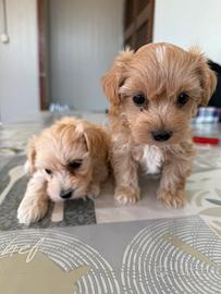 Maltipoo mini toy