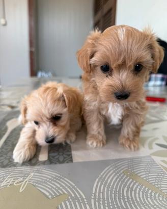Maltipoo mini toy