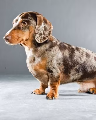 bassotti cuccioli