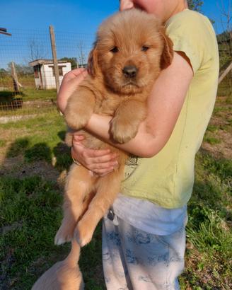 Cuccioli Golden retriever americano