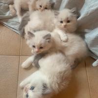 Cuccioli di ragdoll