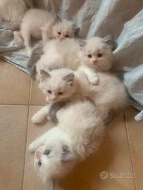Cuccioli di ragdoll