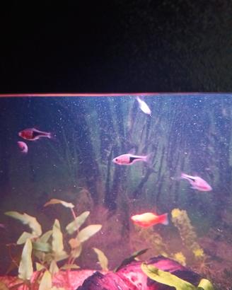 RASBORA 