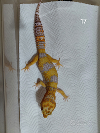 Geco leopardino