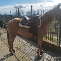 Cavallo