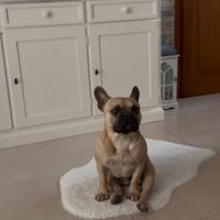 Bulldog Francese Disponibile per Monte