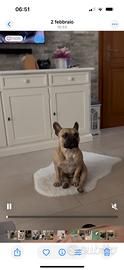Bulldog Francese Disponibile per Monte