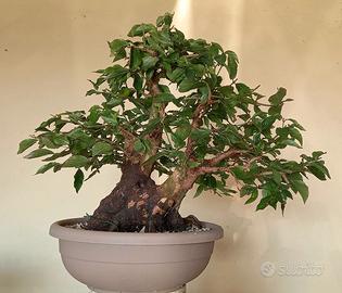 Pre bonsai di corniolo (cornus mas) #2