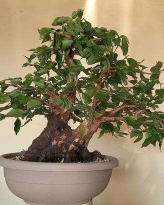 Pre bonsai di corniolo (cornus mas) #2