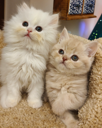 British Longhair Scottish Straight