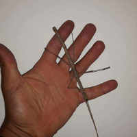 Insetti stecco Phaenopharos khaoyaiensis