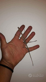 Insetti stecco Phaenopharos khaoyaiensis