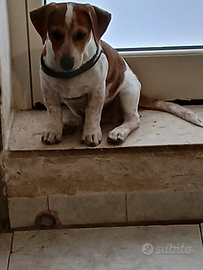 Cuccioli Jack. Terrier