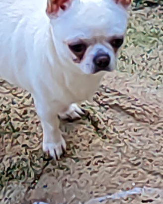 Chihuahua con piccolo rimborso spese