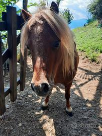 Mini pony stallone