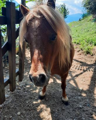 Mini pony stallone