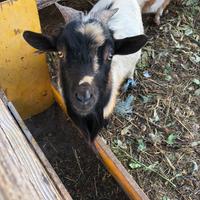 Caprette tibetane