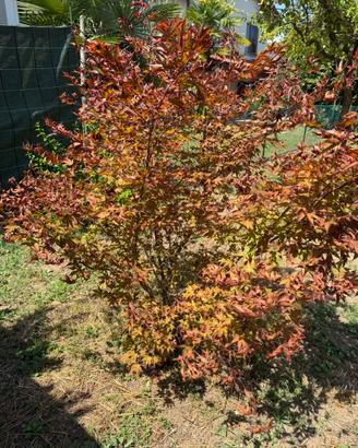 acero giapponese albero rosso