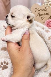 Dolcissima chihuahua